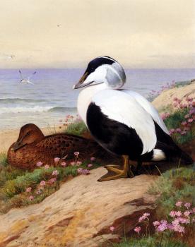 Archibald Thorburn : Common Eider Ducks